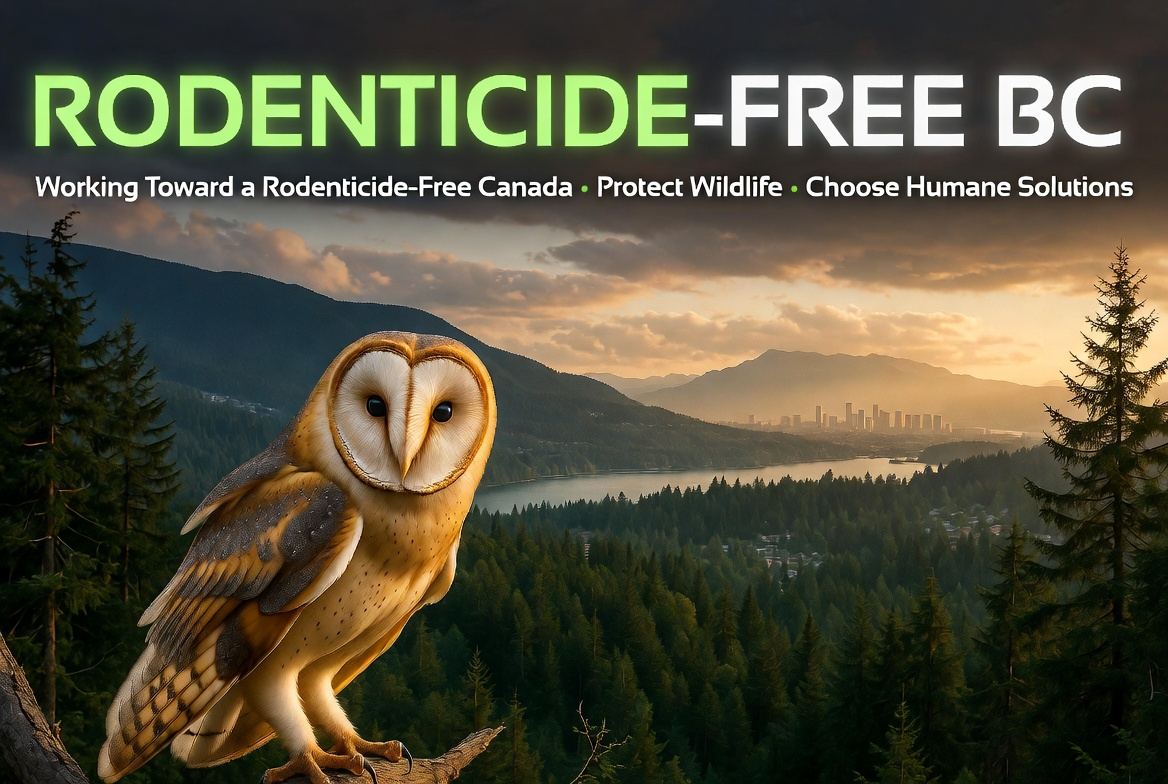 Rethinking Rodent Control